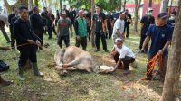 Iduladha 1443 H, Unila Kurban 34 Sapi dan 5 Kambing