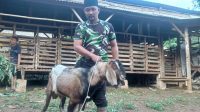 Lampung Kekurangan Stok Hewan Qurban