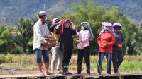 Canangkan Program Dua Kali Tanam-Panen, Puan Disambut Meriah Warga Toba