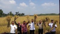 Mingrum Gumay Ramaikan Panen Raya di Lamteng