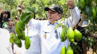 Gubernur Arinal Panen Alpukat Siger di Lamtim