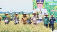 Gubernur Lakukan Panen Raya Padi di Lamteng