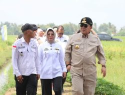Gubernur Tinjau Lahan Pertanian di Lamteng