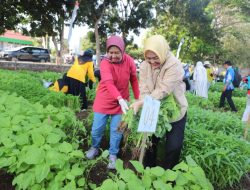 Unila Panen Raya Sayuran Sambut Dies Natalis ke-59