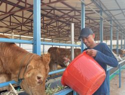 PLN NP Menangkan CID Award 2024: Komitmen Sinergi Sosial dan Lingkungan
