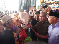 Muzani Lelang Sapi 1 Ton Lebih, Laku Rp 250 juta untuk Disumbangkan Korban Bencana Erupsi Gunung Lewotobi Laki-laki