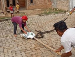 Aksi Berani Mbah Tati Tangkap Ular Sanca 4 Meter