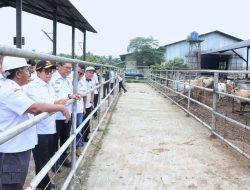 Pj. Gubernur Tinjau Peternakan Sapi Terintegrasi di Lampung Utara