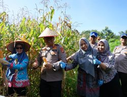 Polda Lampung dan Dinas Ketahanan Pangan Panen Jagung di SPN