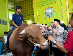 Gubernur Serahkan Bantuan Sapi Kurban dari Presiden RI