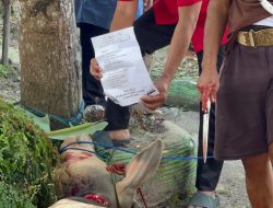 Idul Adha 2025, Minang Indah Grup Qurban Tiga Ekor Sapi