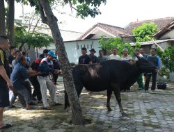Wujud Kepedulian Sosial, PLN NP UP Bandarlampung Qurban Idul Adha 2025