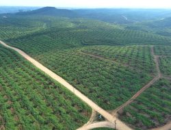 Ini Langkah PalmCo Perkuat Peran Strategis Jaga Ketahanan Pangan Nasional