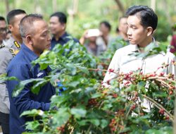 Panen Raya Kopi Ijen, Wapres Dukung Peningkatan Produktivitas, Hilirisasi dan Branding Kopi Indonesia