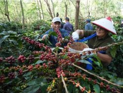 BPK RI Nilai Pengelolaan Java Coffee Membaik, PTPN Group Siap Bawa ke Pasar Dunia
