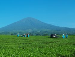 Paket Insentif Ekonomi 8+4+5 Beririsan Langsung dengan Operasional PTPN I