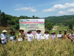 Dari Sawit Tumbuh Padi: PTPN IV PalmCo Dorong Ketahanan Pangan Lewat Pola Tumpangsari