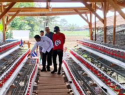 I Ketut Suwendra Tinjau Penerima Bantuan Ayam Petelur di Lampung Tengah.
