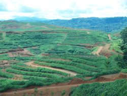 Perkuat Hilirisasi, PTPN I Regional 2 Segera Replanting 14.000 Hektare