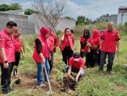 Peringati Hari Ibu ke 97 tahun 2025, DPC PDI Perjuangan Bandar Lampung Gelar Penanaman Pohon