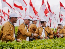 Menatap Abad Kedua Teh Kayu Aro