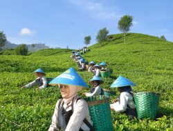 Lompatan Performa PTPN I: Catat Penjualan Rp4,99 Triliun, Perkuat Visi Hilirisasi 2026