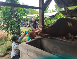 LAMPUNG KEBUT VAKSIN PMK JELANG IDULADHA