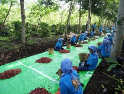 TEMBUS AS & INGGRIS, KOPI IJEN DONGKRAK DAYA SAING GLOBAL