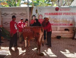 PDIP Lampung Tebar Kepedulian, Potong 10 Sapi dan 3 Kambing di Iduladha 2026
