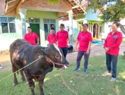 3 Ekor Sapi Kurban Disalurkan, Mukhlis Basri Tebar Kepedulian di Idul Adha 1447 H