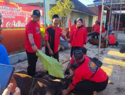 PDIP Metro Tunjukkan Kepedulian di Idul Adha 2026.
