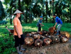 HARGA SAWIT ANJLOK, PEMERINTAH ANCAM CABUT IZIN PKS