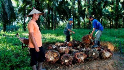 HARGA SAWIT ANJLOK, PEMERINTAH ANCAM CABUT IZIN PKS