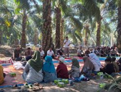 KEBUN SOSA GELONTORKAN Rp762 JUTA UNTUK WARGA PADANG LAWAS