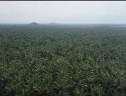 HGU Kebun Bekri Terganggu: PTPN IV Tegaskan Kelola Aset, Produktivitas Sawit Harus Terjaga